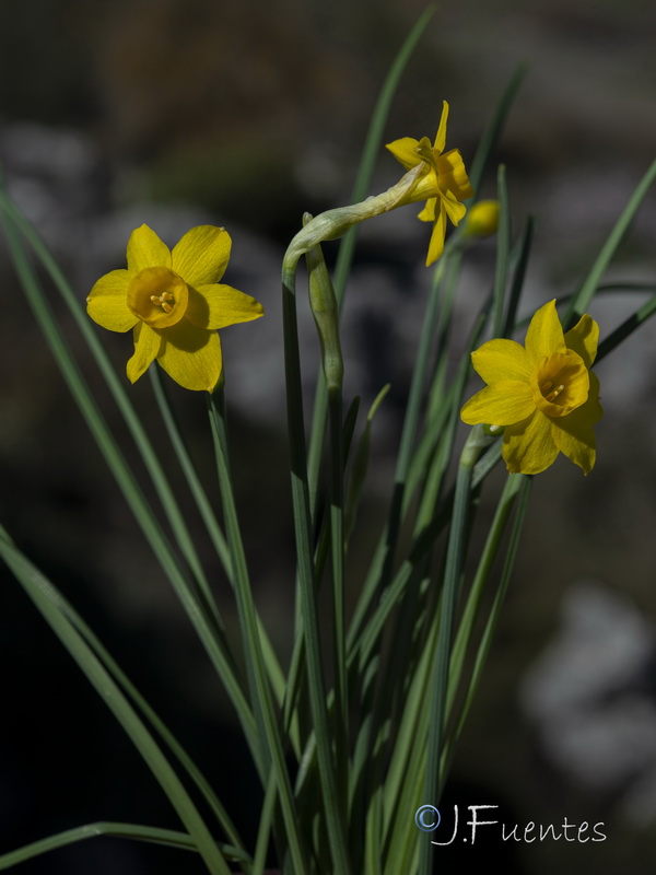 Narcissus cuatrecasasii cuatrecasasii.07