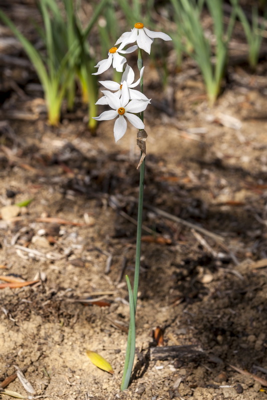 Narcissus elegans.01