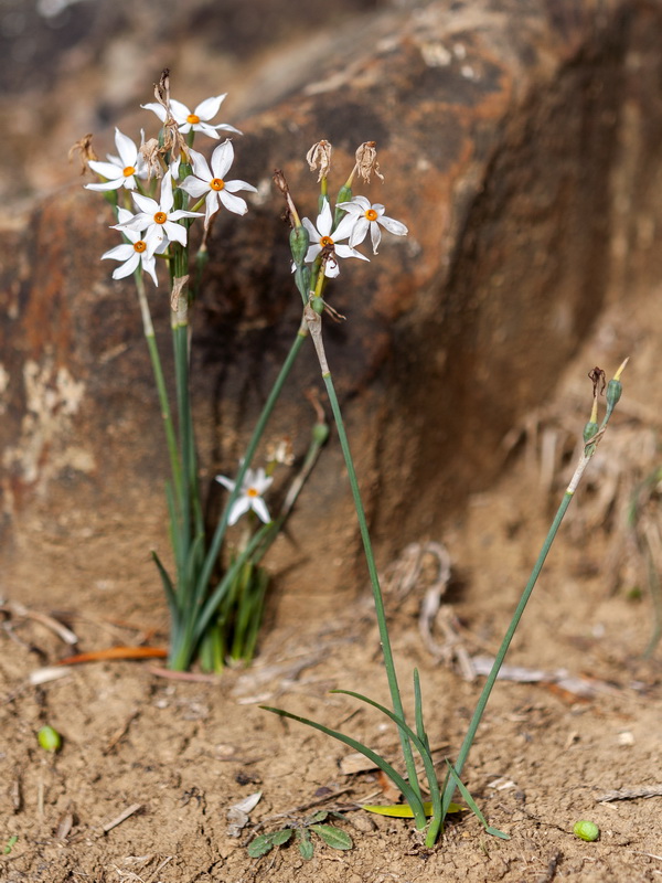 Narcissus elegans.03