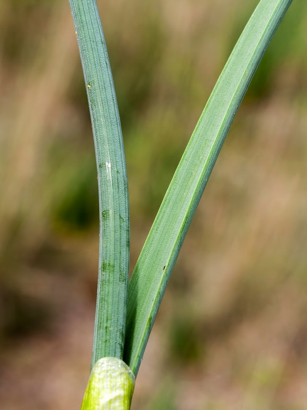 Narcissus elegans.04