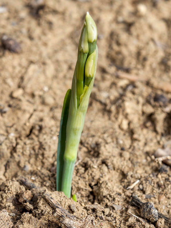 Narcissus elegans.06