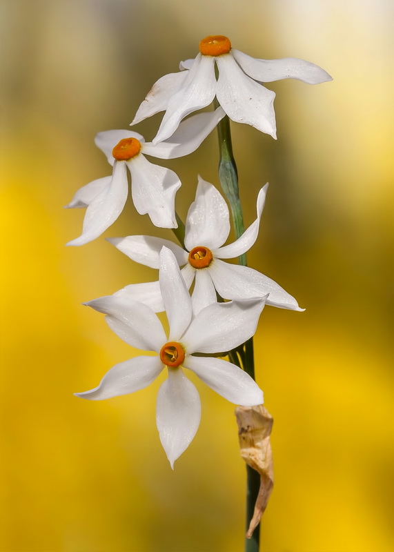 Narcissus elegans.08