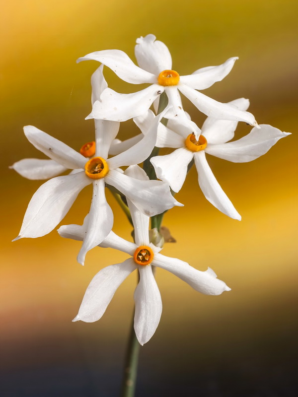 Narcissus elegans.11