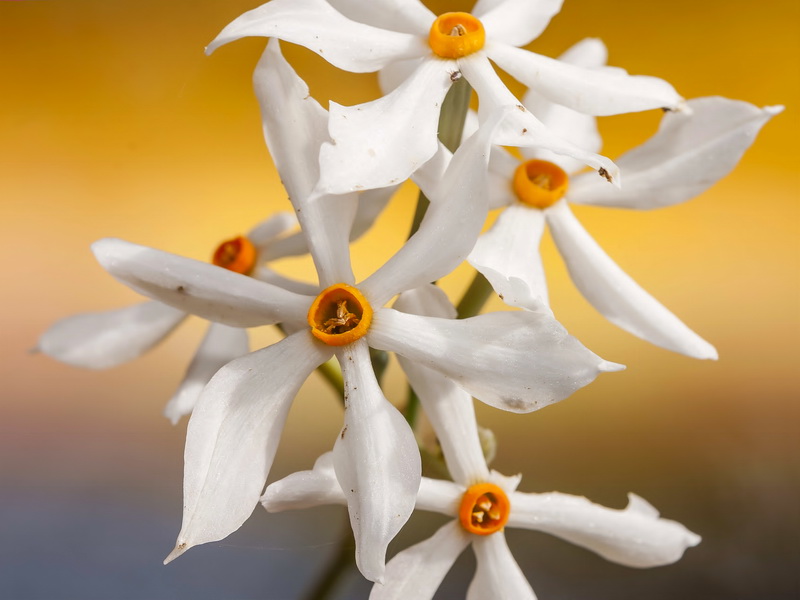 Narcissus elegans.15