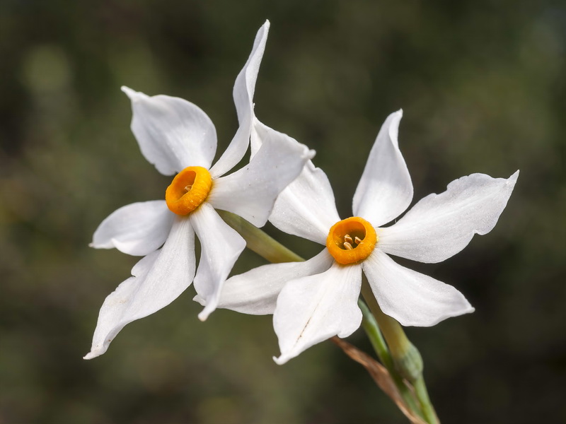 Narcissus elegans.19