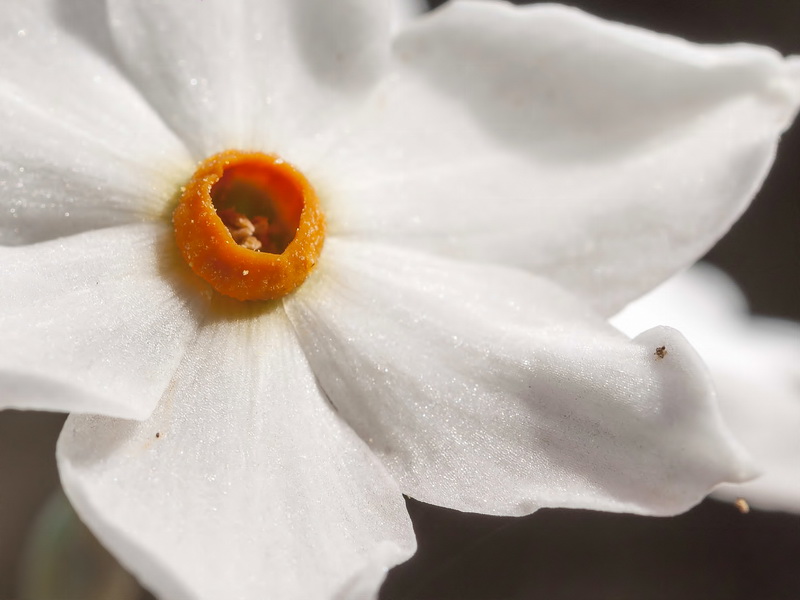 Narcissus elegans.21