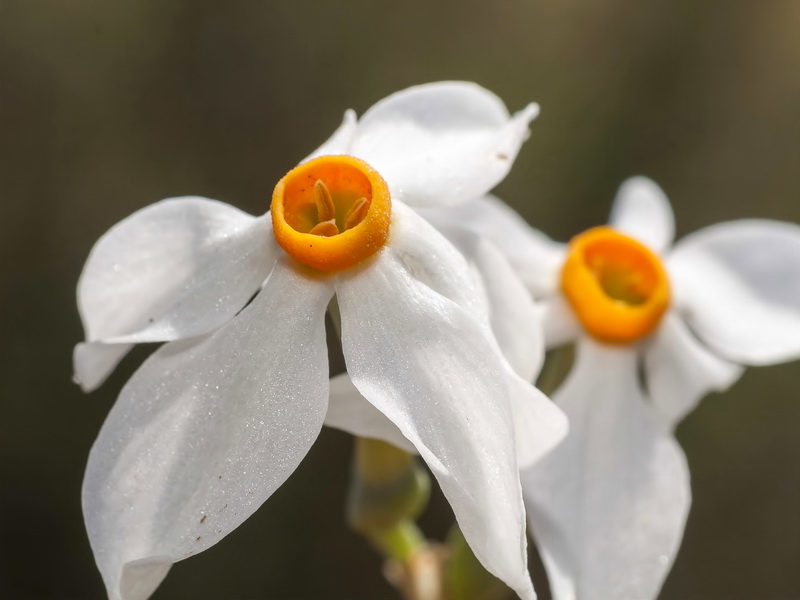 Narcissus elegans.24