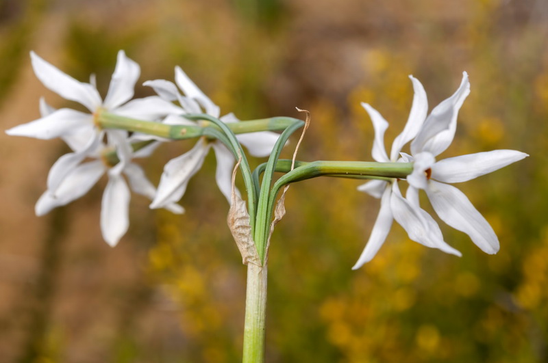 Narcissus elegans.27