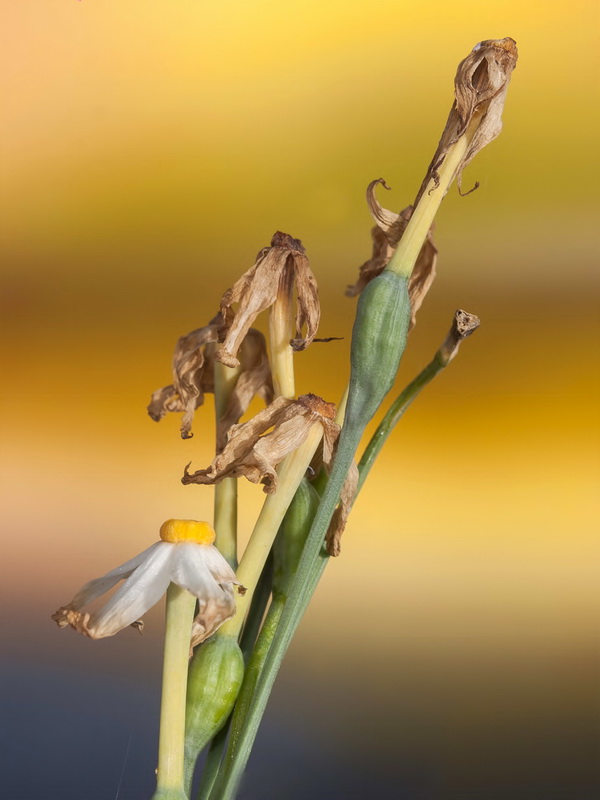 Narcissus elegans.29