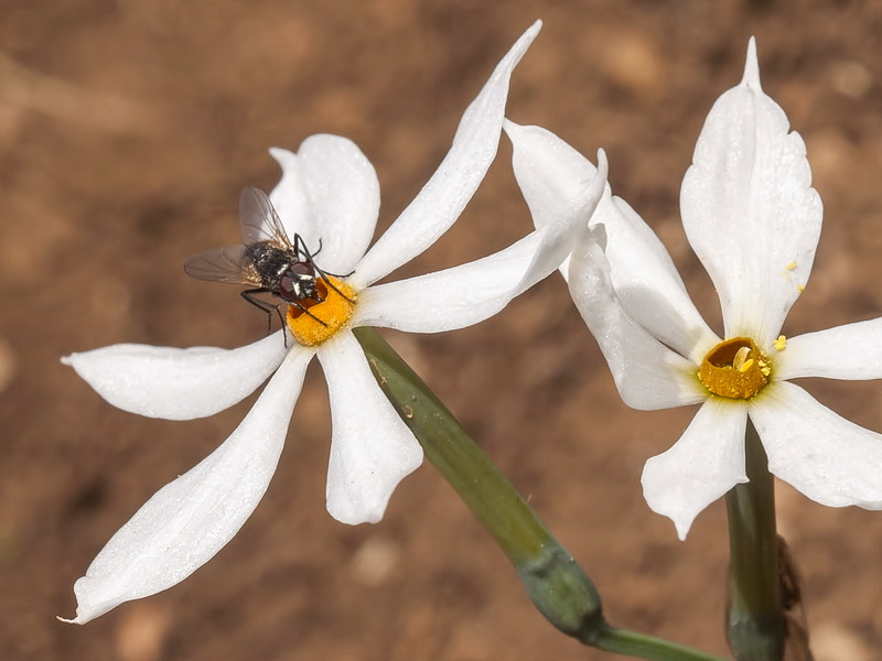 Narcissus elegans.31