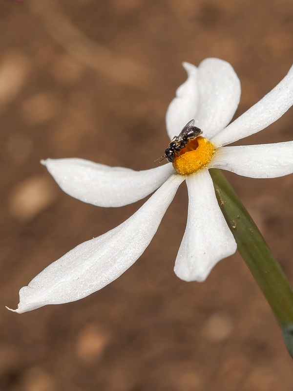 Narcissus elegans.33