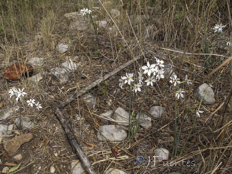 Narcissus elegans.34