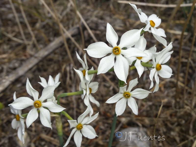 Narcissus elegans.36