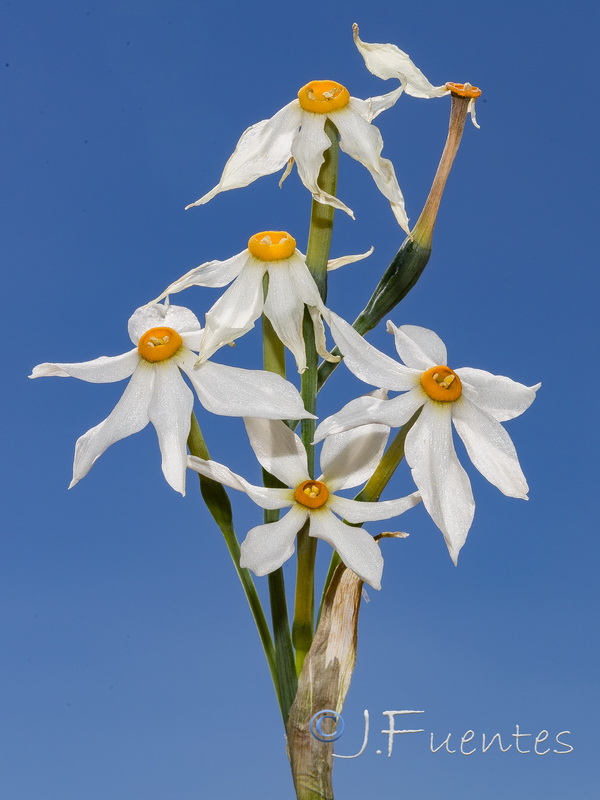 Narcissus elegans.39