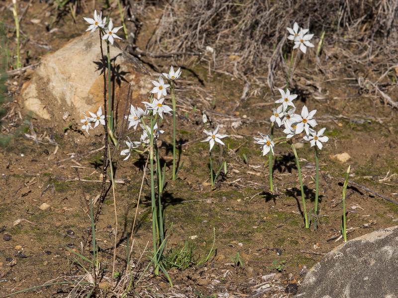 Narcissus elegans.42