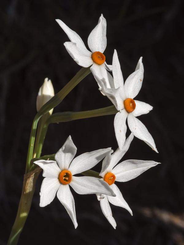 Narcissus elegans.44