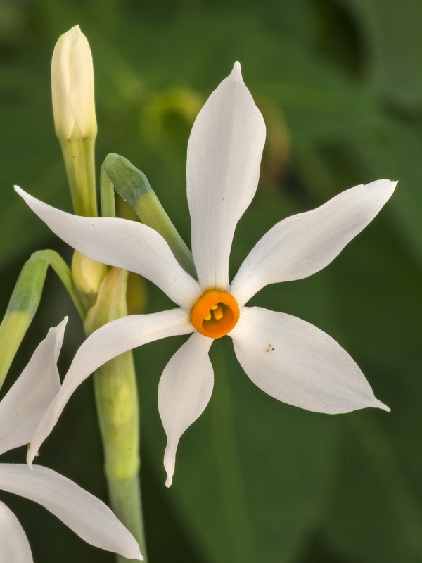 Narcissus elegans.45
