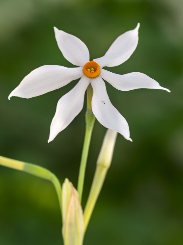 Narcissus elegans.46