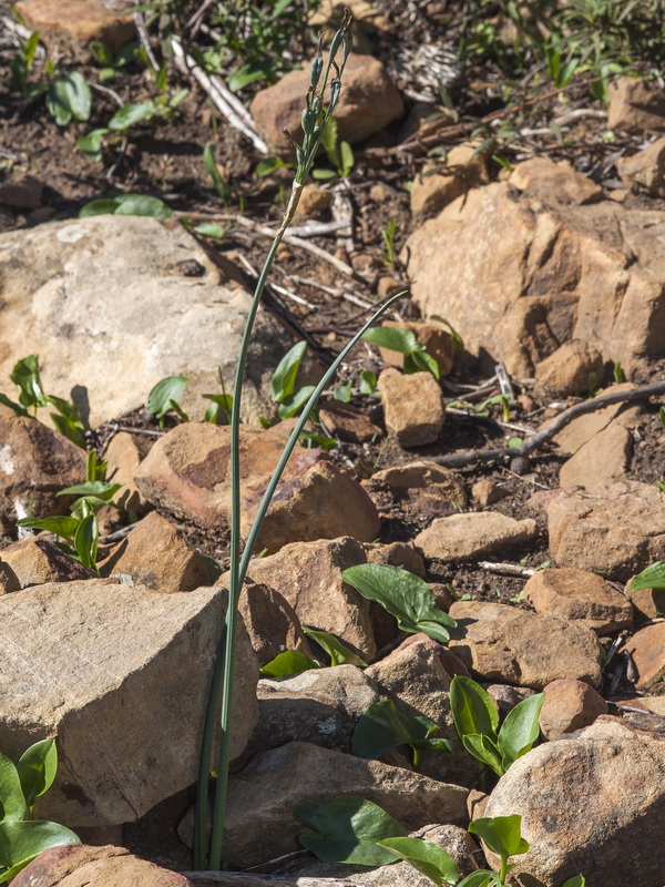 Narcissus elegans.48