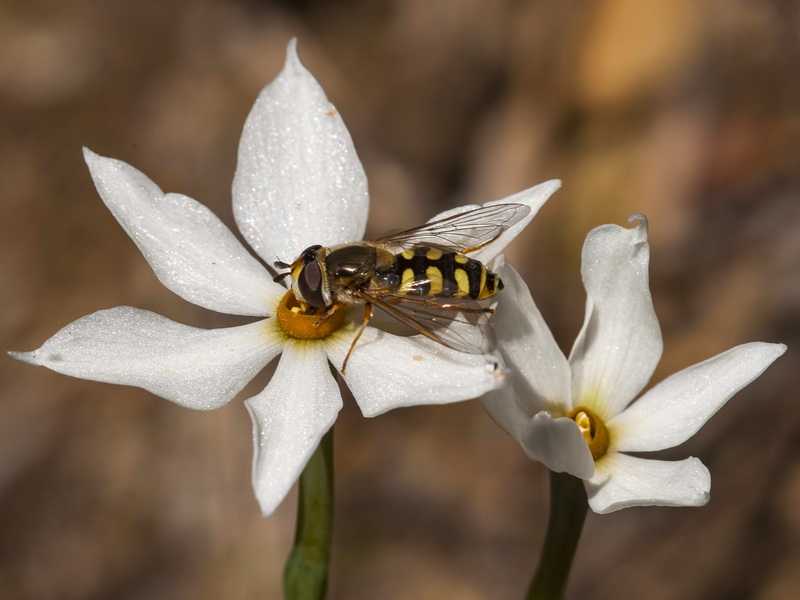 Narcissus elegans.51