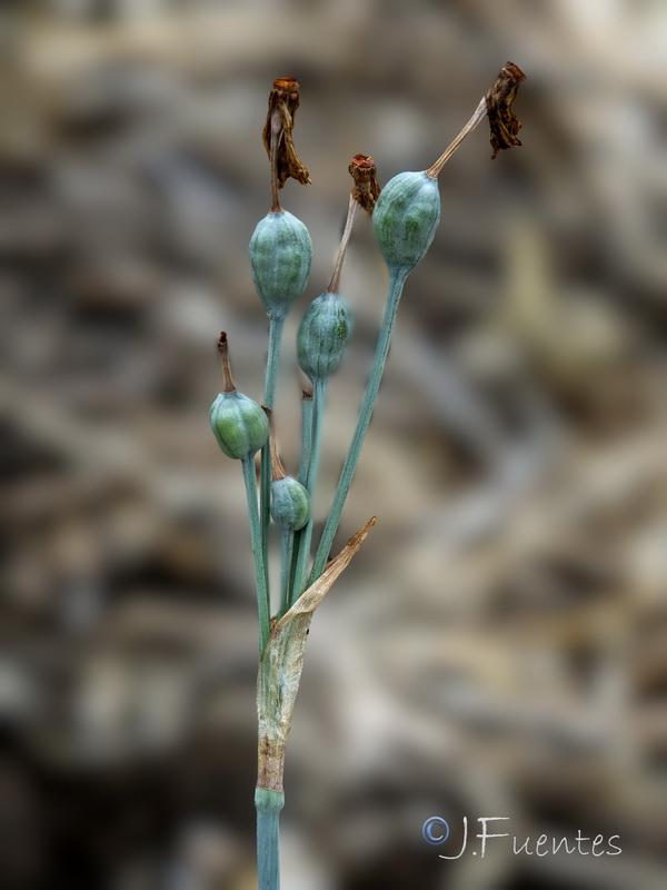 Narcissus elegans.29
