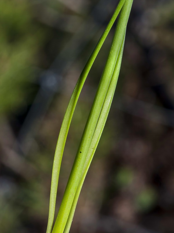 Narcissus fernandesii.01