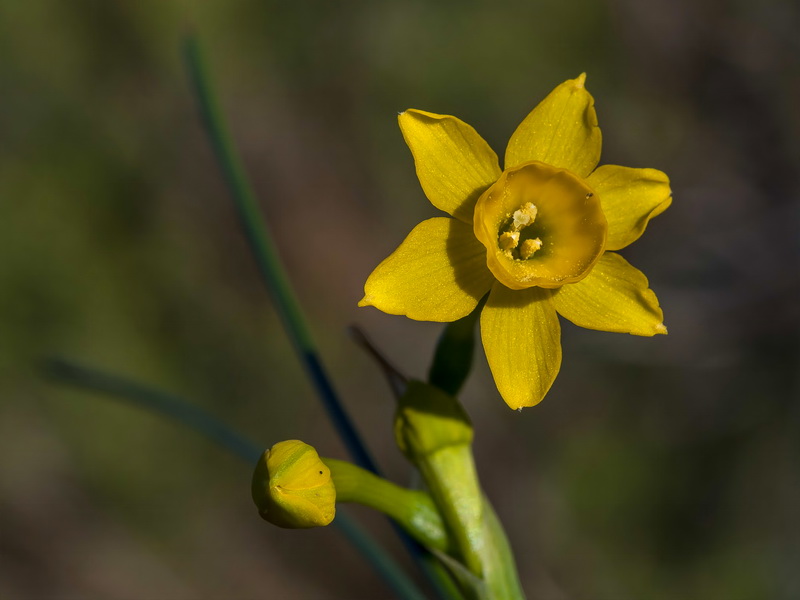 Narcissus fernandesii.07