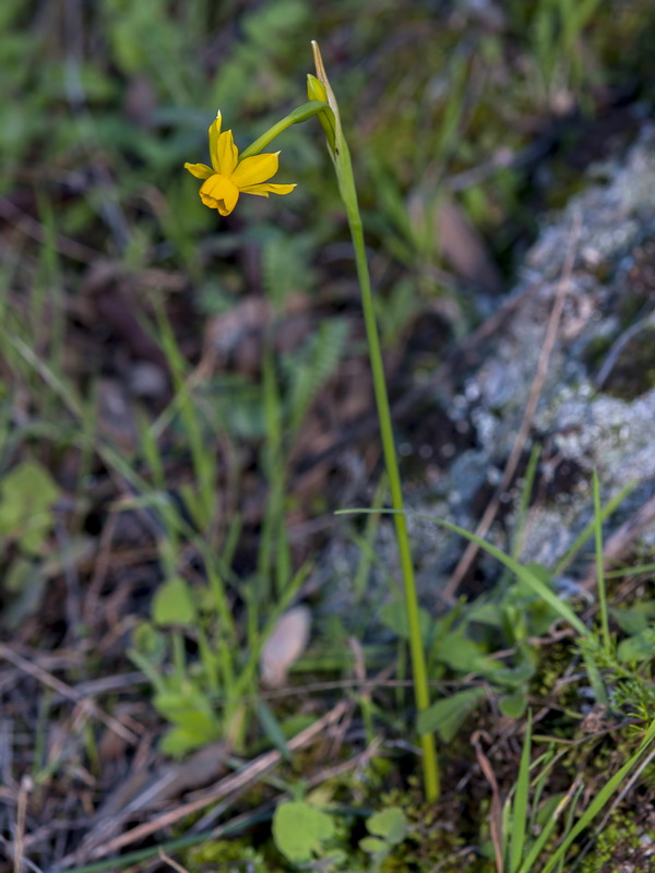 Narcissus fernandesii.13