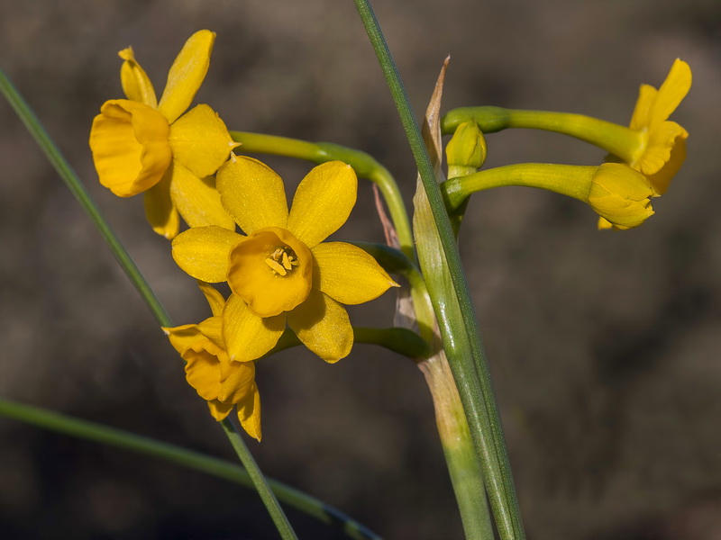 Narcissus fernandesii.14