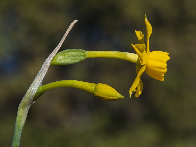 Narcissus fernandesii.21