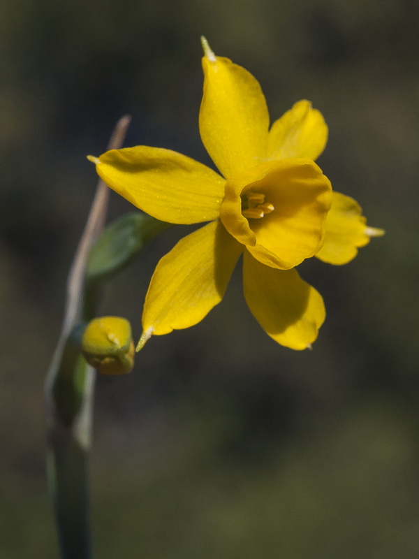 Narcissus fernandesii.23