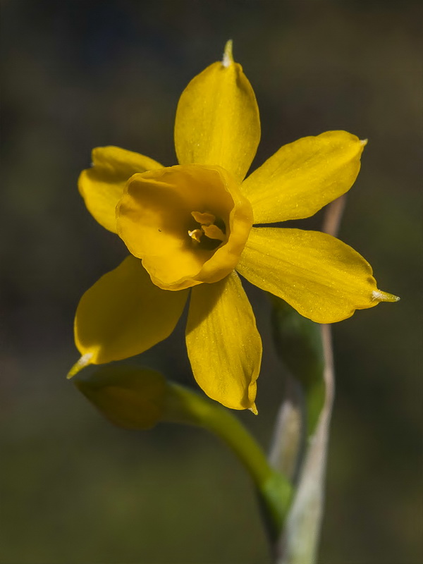 Narcissus fernandesii.24
