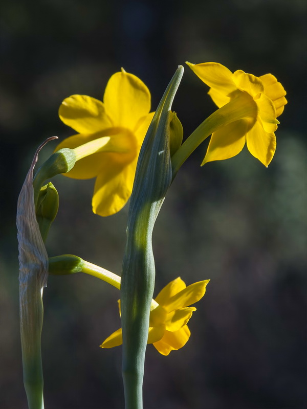 Narcissus fernandesii.27