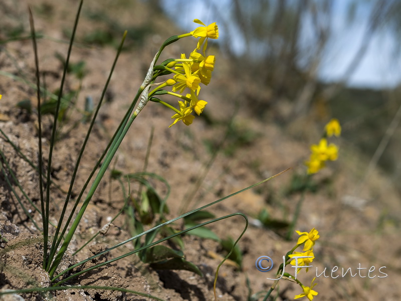 Narcissus fernandesii.28