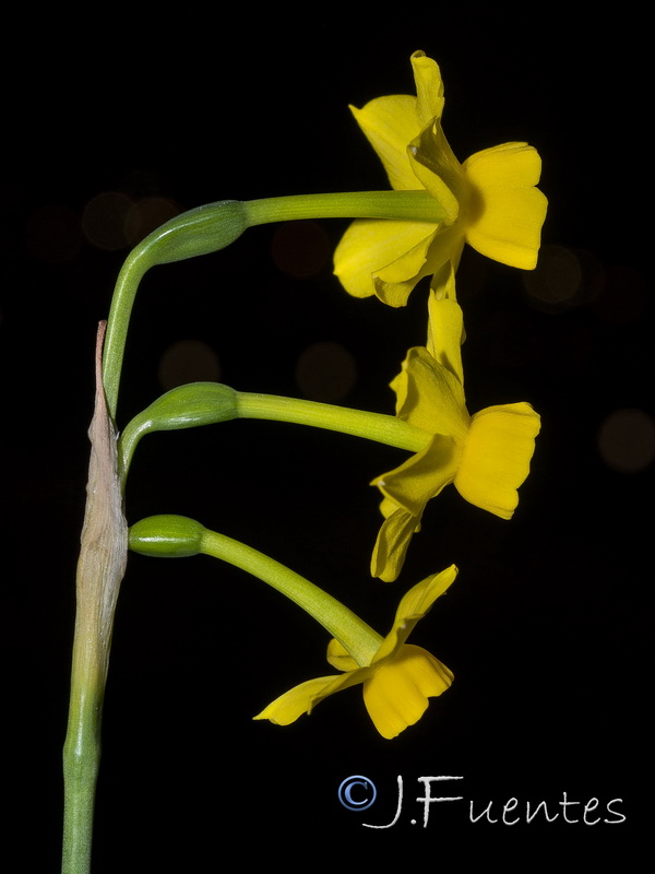 Narcissus fernandesii.35