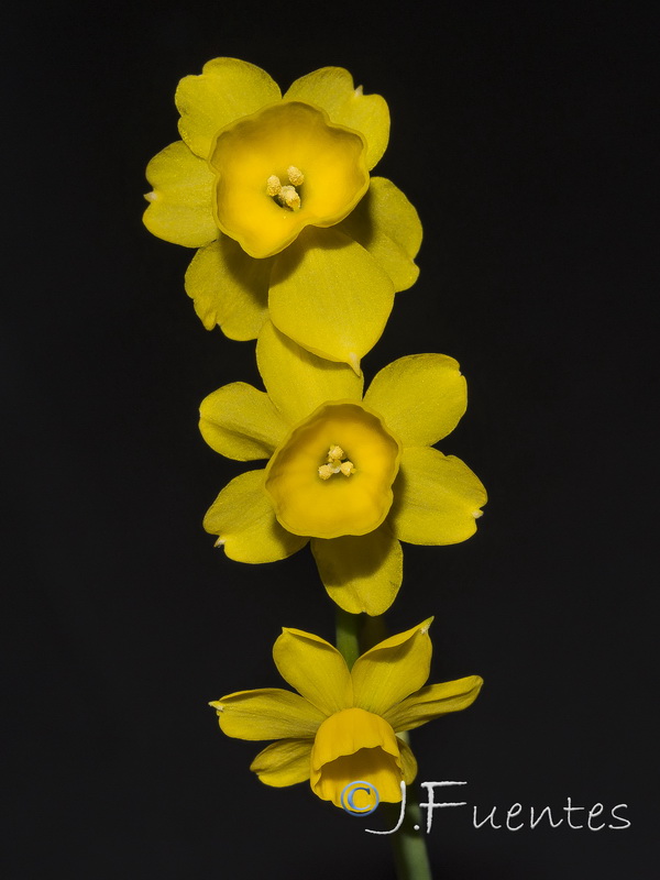 Narcissus fernandesii.36