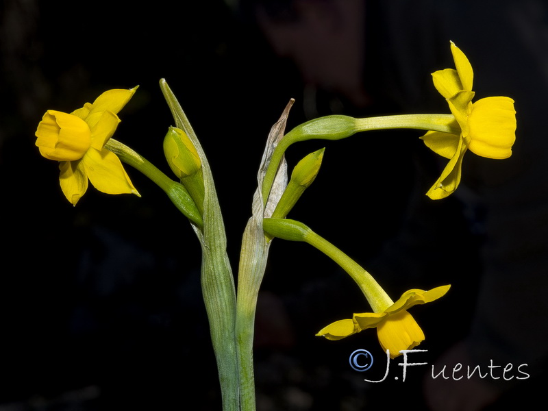 Narcissus fernandesii.39