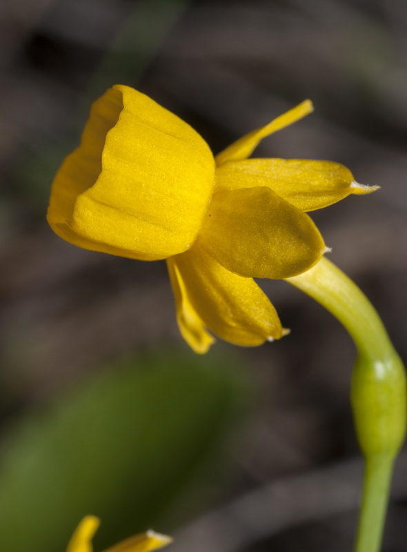 Narcissus gaditanus.02