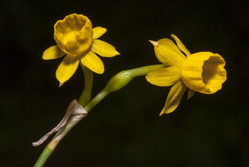 Narcissus gaditanus.05