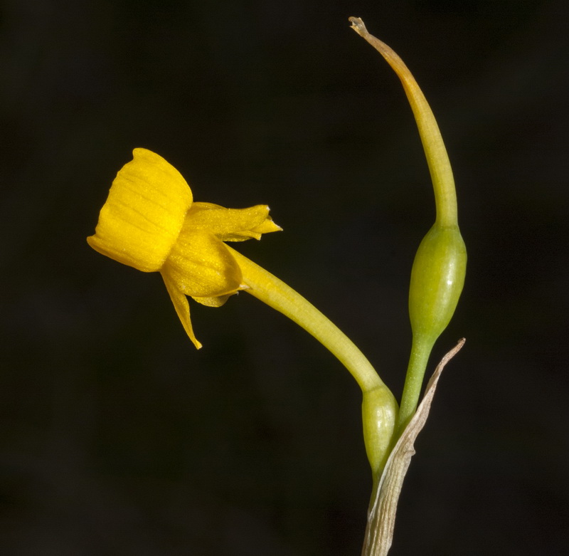 Narcissus gaditanus.06