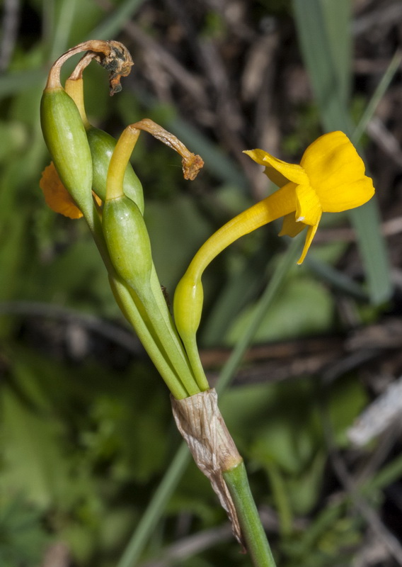 Narcissus gaditanus.07