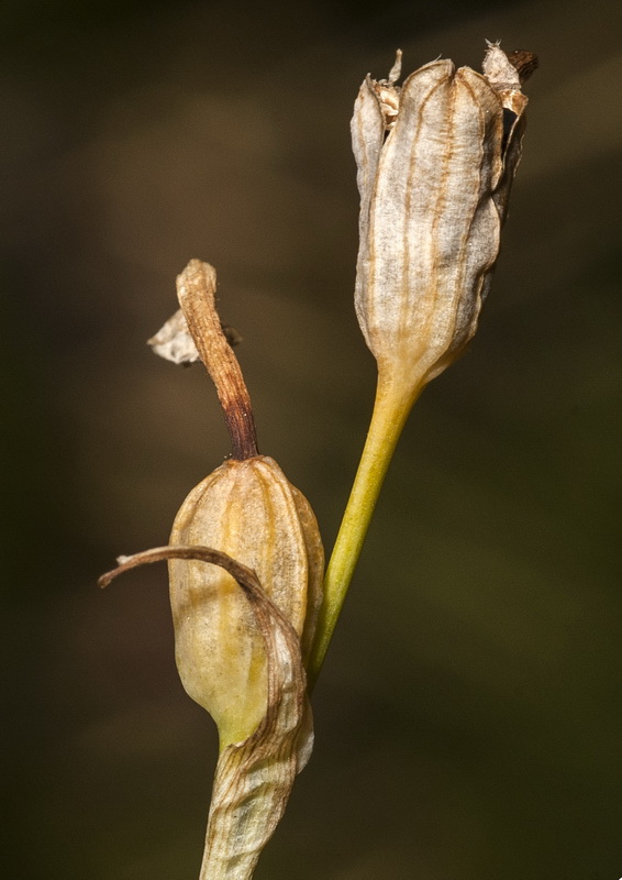 Narcissus gaditanus.08