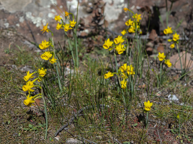 Narcissus gaditanus.01