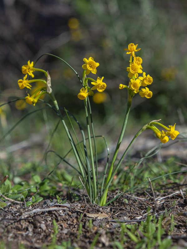 Narcissus gaditanus.20