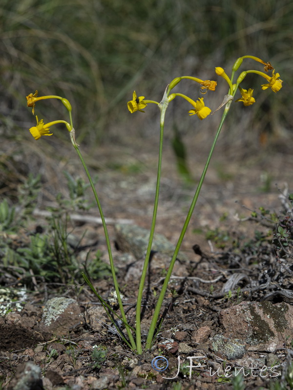 Narcissus gaditanus.21