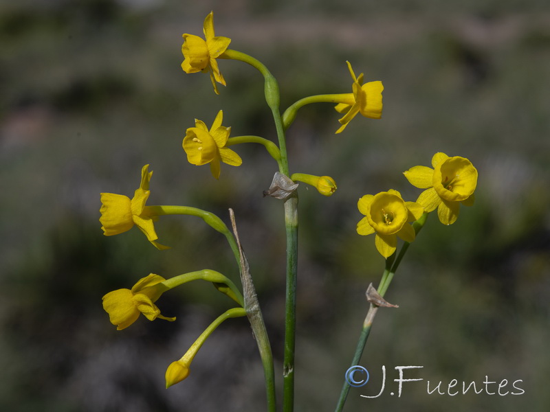 Narcissus gaditanus.25