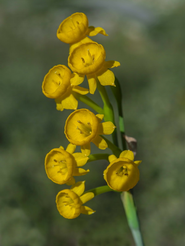Narcissus gaditanus.26