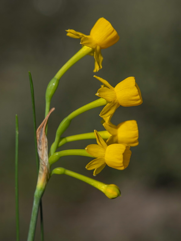 Narcissus gaditanus.28