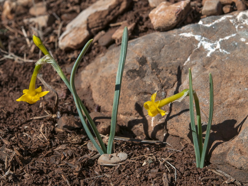 Narcissus gadorensis.01