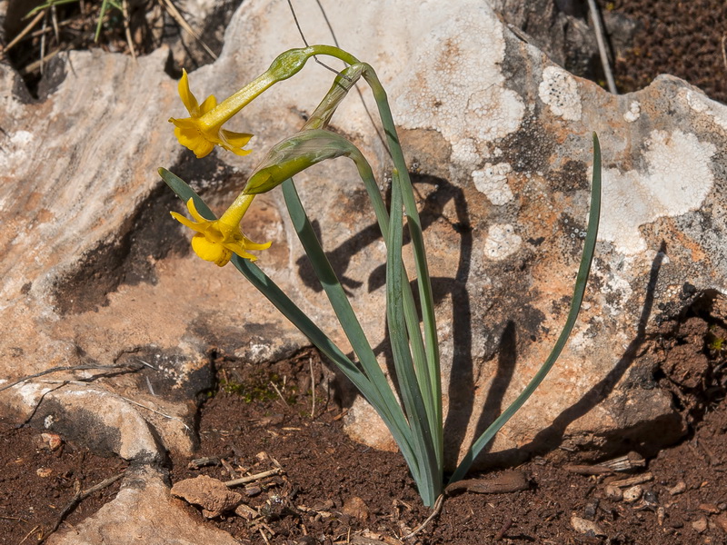 Narcissus gadorensis.02